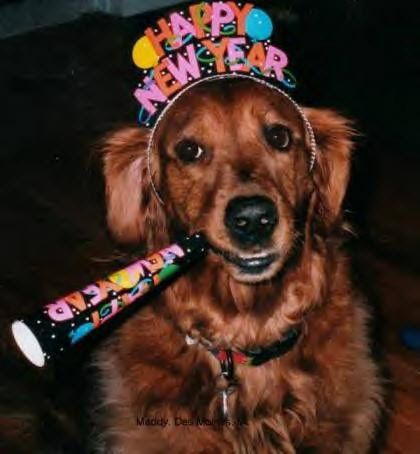 Funny Pictures of Happy New Year Dog