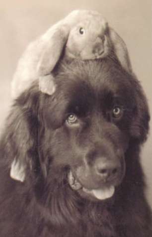 Funny Pictures of Dog With Rabbit On Head
