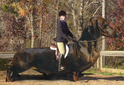 Funny Jokes Picture of Dog With Horse Rider On Back