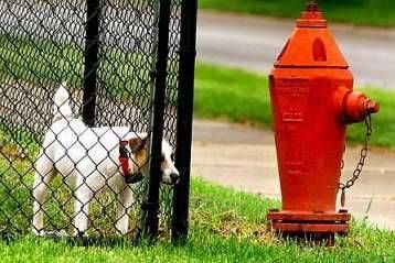 Funny Pictures of Dog staring at a Hydrant