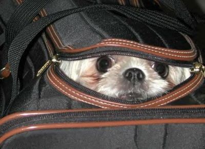 Dog in Bag