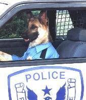 Funny Pictures of A Dog Driving a K9 Police Car