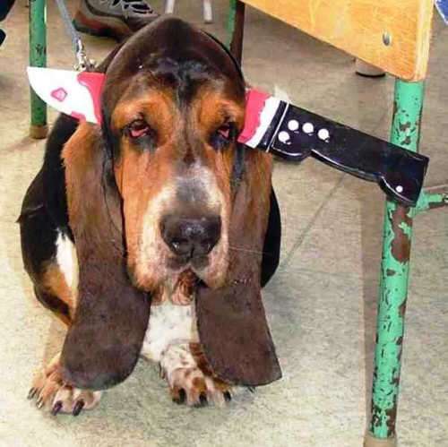 Funny Pictures of Dog With Knife In Head