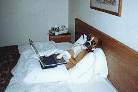 Funny Jokes Picture of Dog In Bed With Laptop