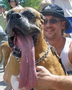 Funny Jokes Picture of Really Long Tongue on a Dog