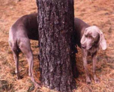 Funny Pictures of Long Dog Wrapped Around Tree
