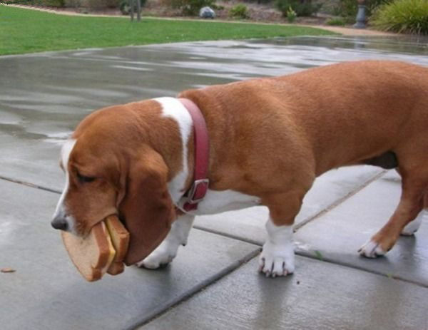 Funny Dog Pictures of a Dog Carrying a Sandwich.
