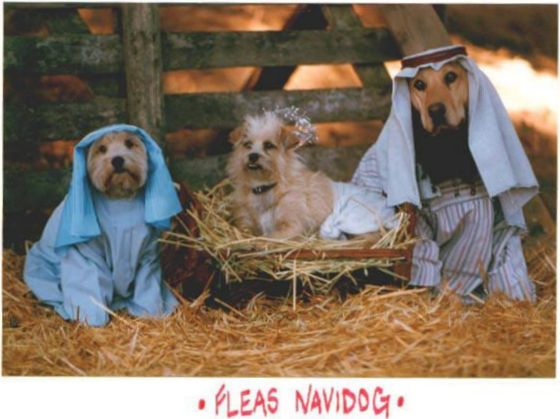 Funny Picture of Dogs in Christmas Manger Scene
