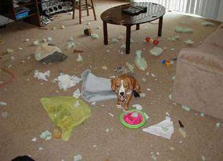 Funny Pictures of Dog In Ruined Room
