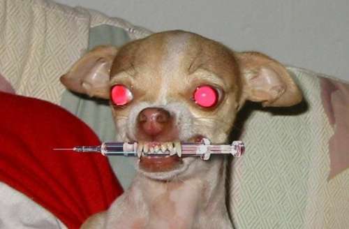 Funny Pictures of Chihuahua Witih Hypodermic Needle In Mouth