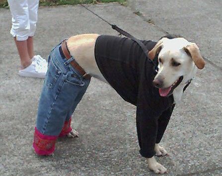 Funny Pictures of Dog With Pants On