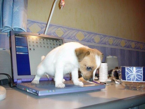 Funny Pictures of Puppy Peeing On A Laptop