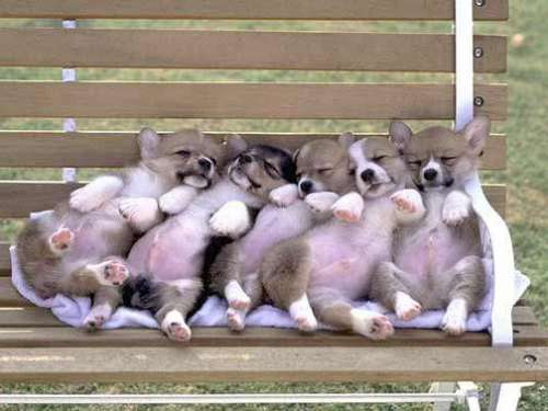 Funny Pictures of Puppy's Sleeping On Park Bench