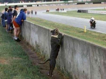 Funny Pictures of Dog Watching Races at Track