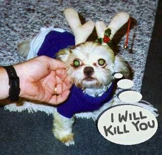 Funny Picture of Dog with Reindeer Antlers