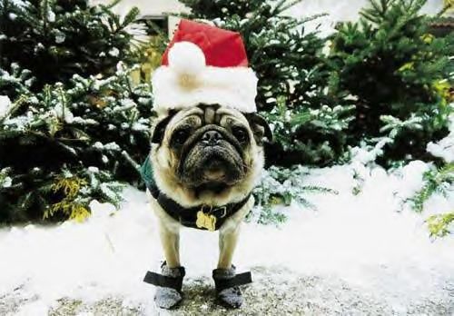 Funny Pictures of Pug Dog in Santa Hat