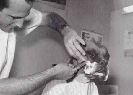 Funny Pictures of Dog Getting Face Shaved
