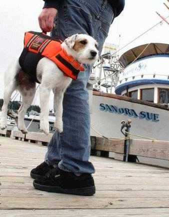 Funny Pictures of Dog With Life Jacket On