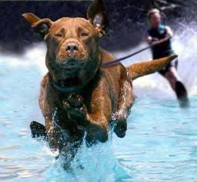 Funny Pictures of Dog Pulling Water Skier