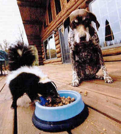 Funny Jokes Pictures of Skunk Eating Dog Food