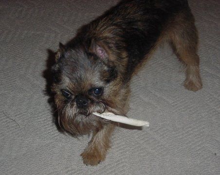 Funny Pictures of Dog Smoking Rawhide.