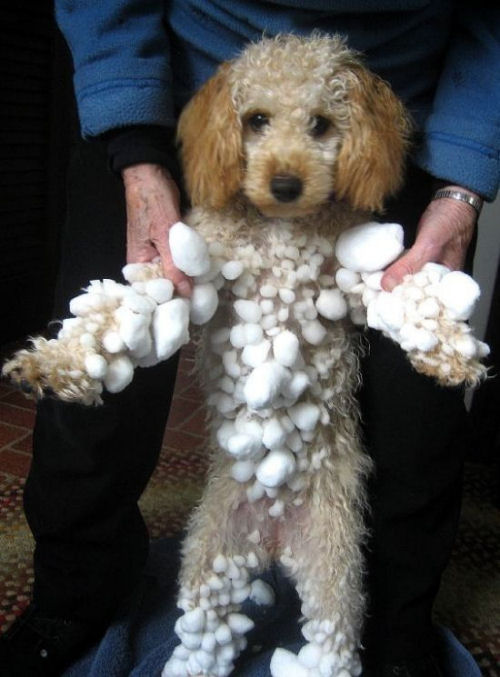 A funny dog picture of a dog covered in snowballs.