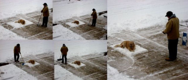 Dog Snow Shovelling