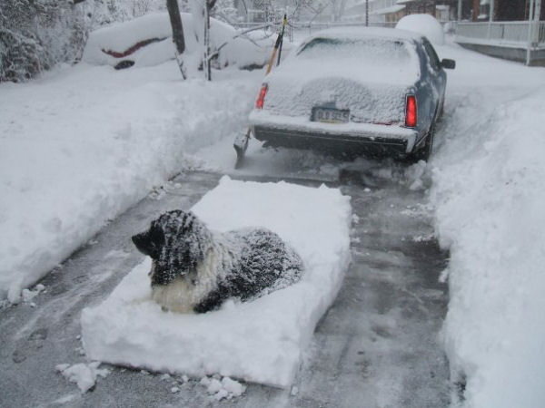 dogsnowshovel2