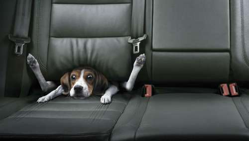 Funny Pictures of Dog In Back Seat of Car