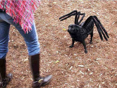 Funny Pictures of Dog with Spider Legs