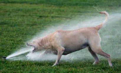 Funny Pictures of Dog Drinking Sprinkler Spray