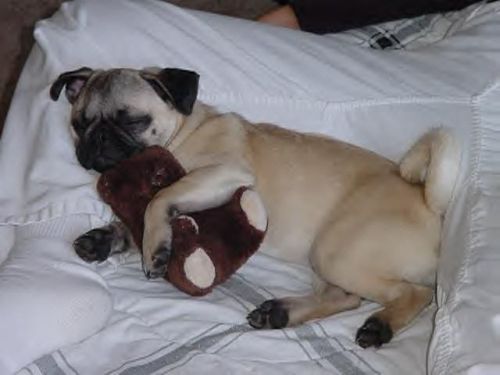 Funny Pictures of Dog Sleeping With Teddy Bear