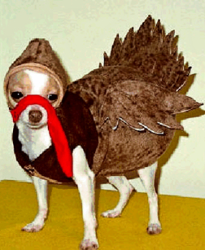 A funny picture of a dog dressed like a turkey.