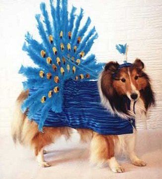 Funny Pictures of Dog With Showgirl Outfit
