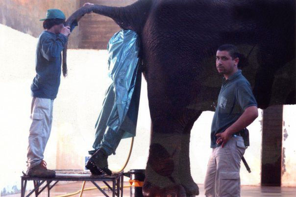 A funny picture of a zookeeper with his arm in an elephant.