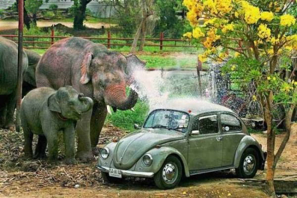 A funny Elephant Pictures of an Elephant spraying a volkswagen bug.