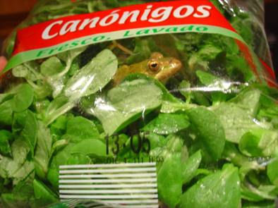 Another Picture of a Too Fresh Salad