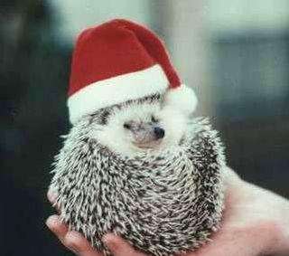 Funny Pictures of Hedge Hog Wearing Santa Hat