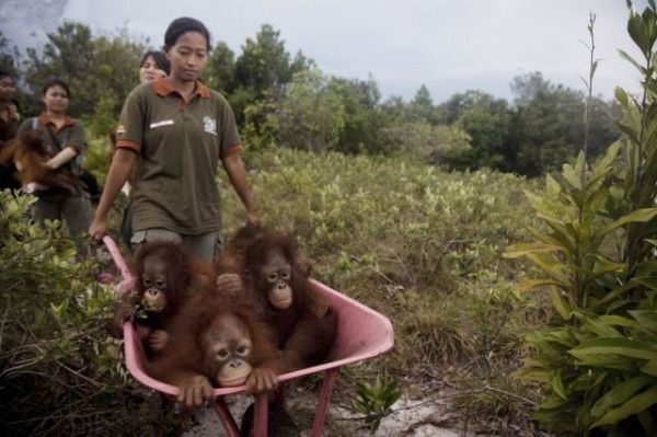 Orangutan Wheelbarrow