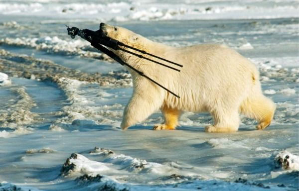 A Funny Polar Bears Pictures