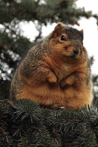 A funny pictures of a fat squirrel