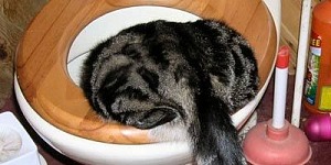 cat food toilet